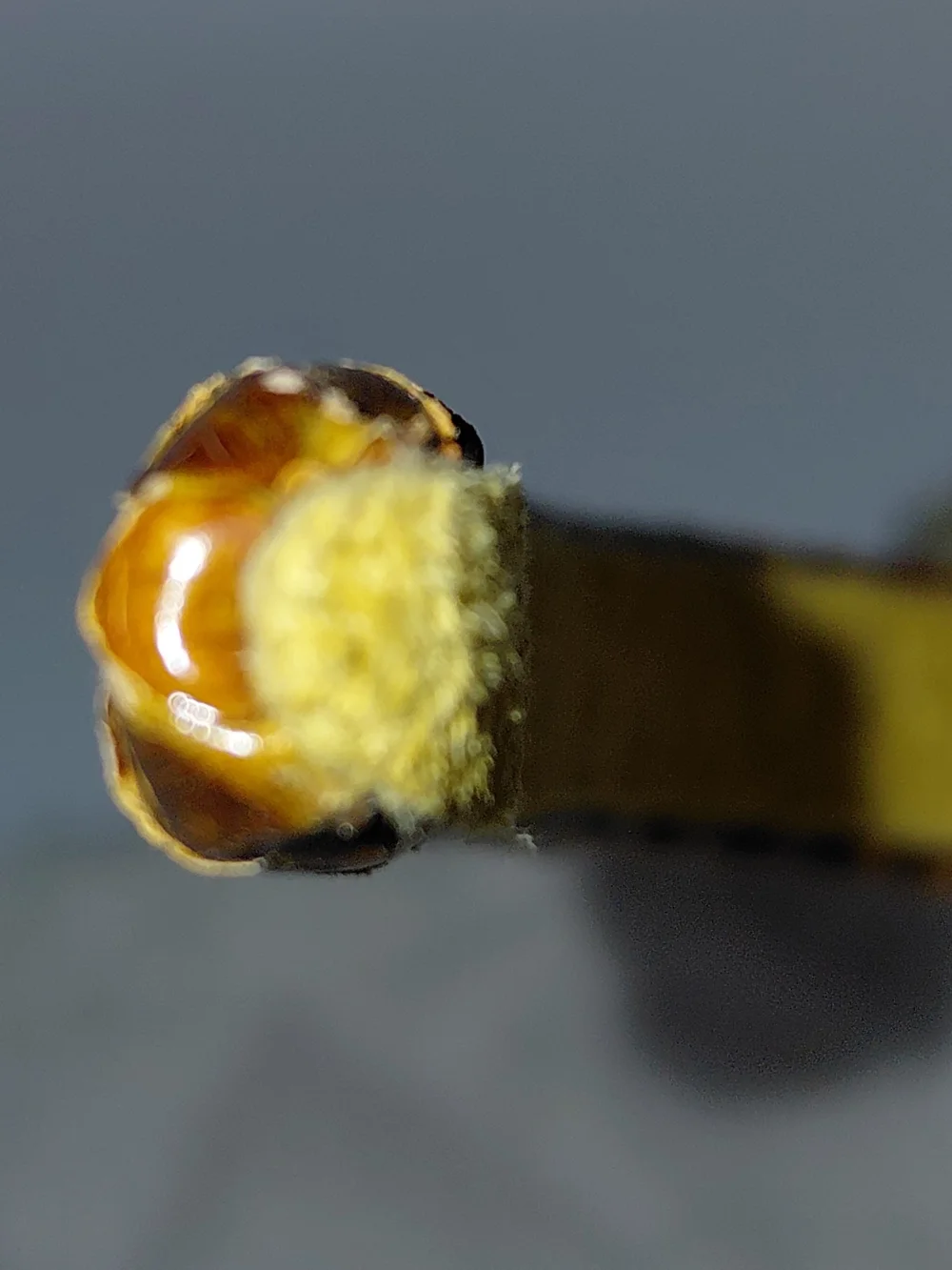 Fendi Yellow and Brown Snakeskin Slim Headband